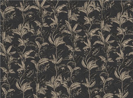 75158-4 DARWIN-NOIR