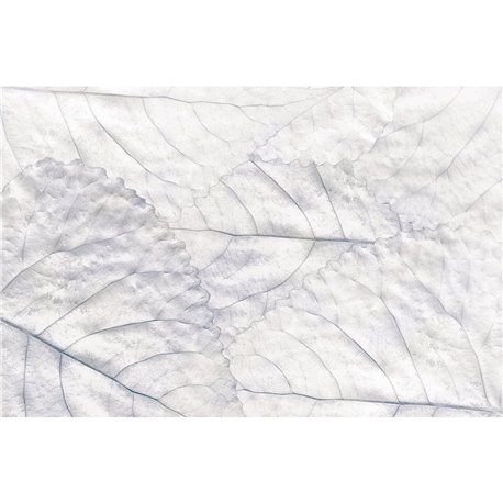 PURE DREAMS KT639M-D PURE DREAMS KT639M-D