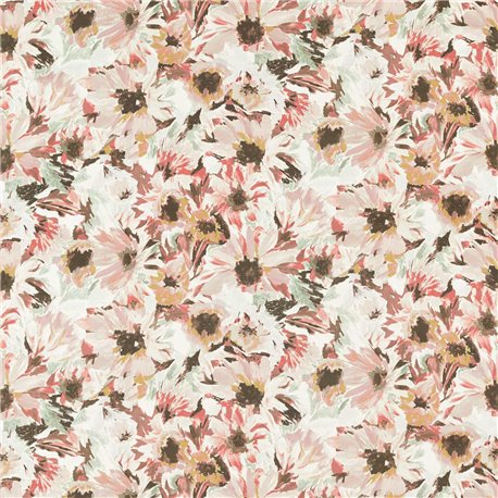 Helianthus Moonstone Succulent Bleached Coral HQN2121074 Helianthus Moonstone Succulent Bleached Coral HQN2121074