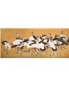Crane Birds
