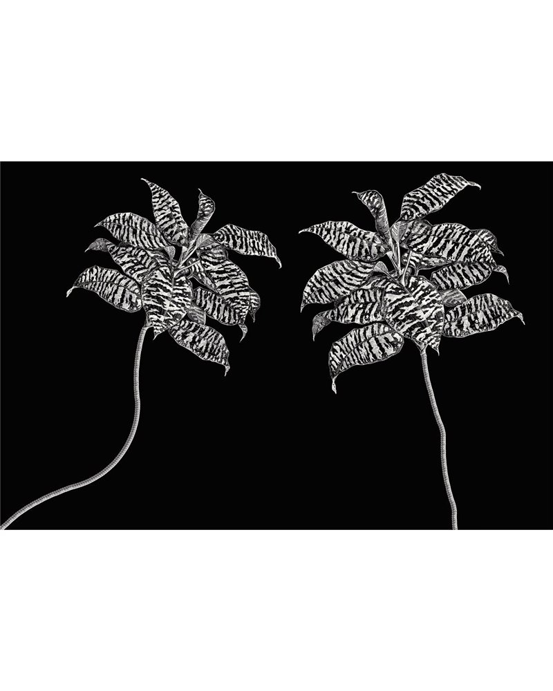 OASIS-VE063-2 OASIS-VE063-2