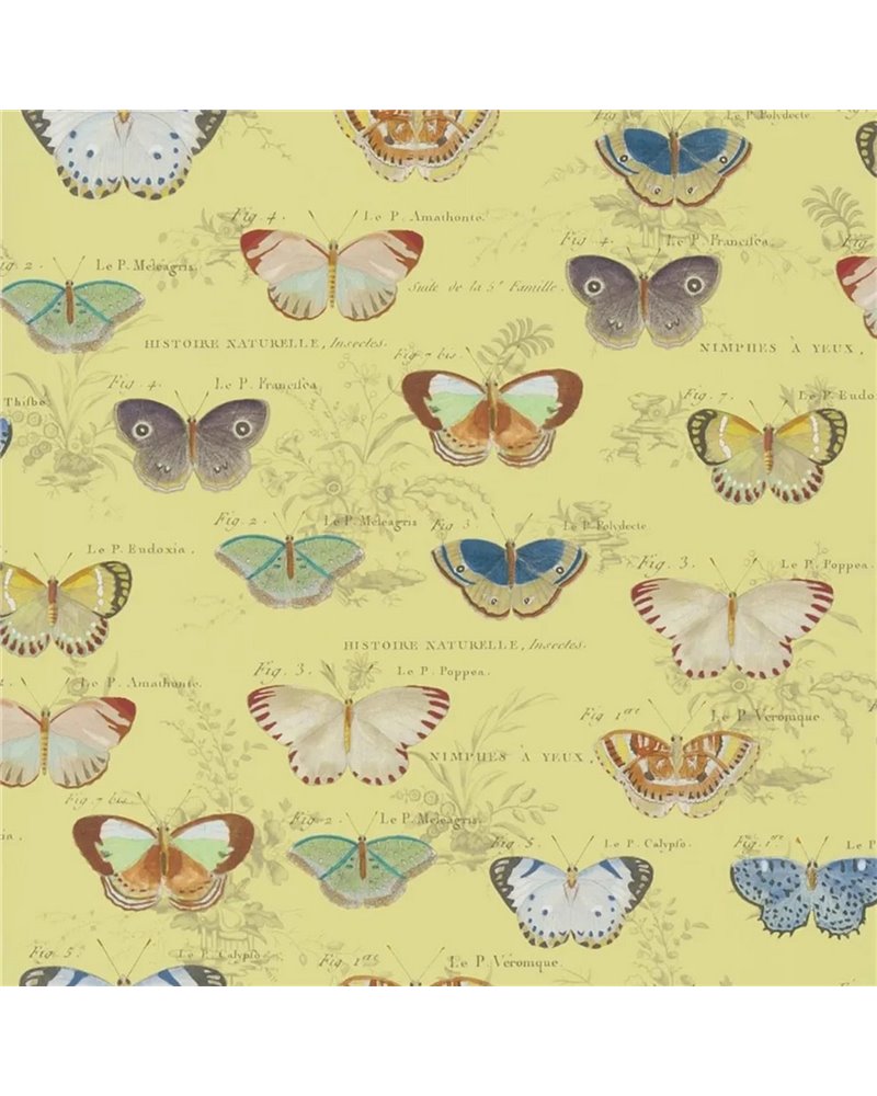 Butterfly Studies Mimosa PJD6017-04 Butterfly Studies Mimosa PJD6017-04