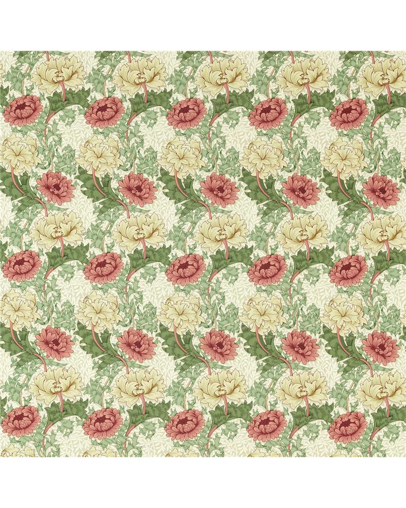Crysanthemum Russet MAMB227100 Crysanthemum Russet MAMB227100