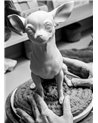 Figura perro Chihuahua con Marshmallows