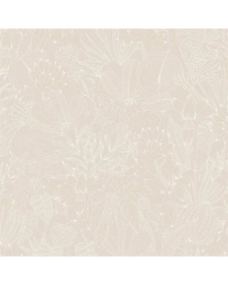 Bellis Angora ROM101