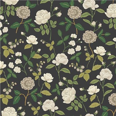 Roses Black RF7542