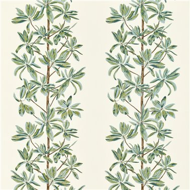 Mangrove Tree Sage F945034
