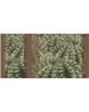 CACTUS RAPSODY SE34434-C1