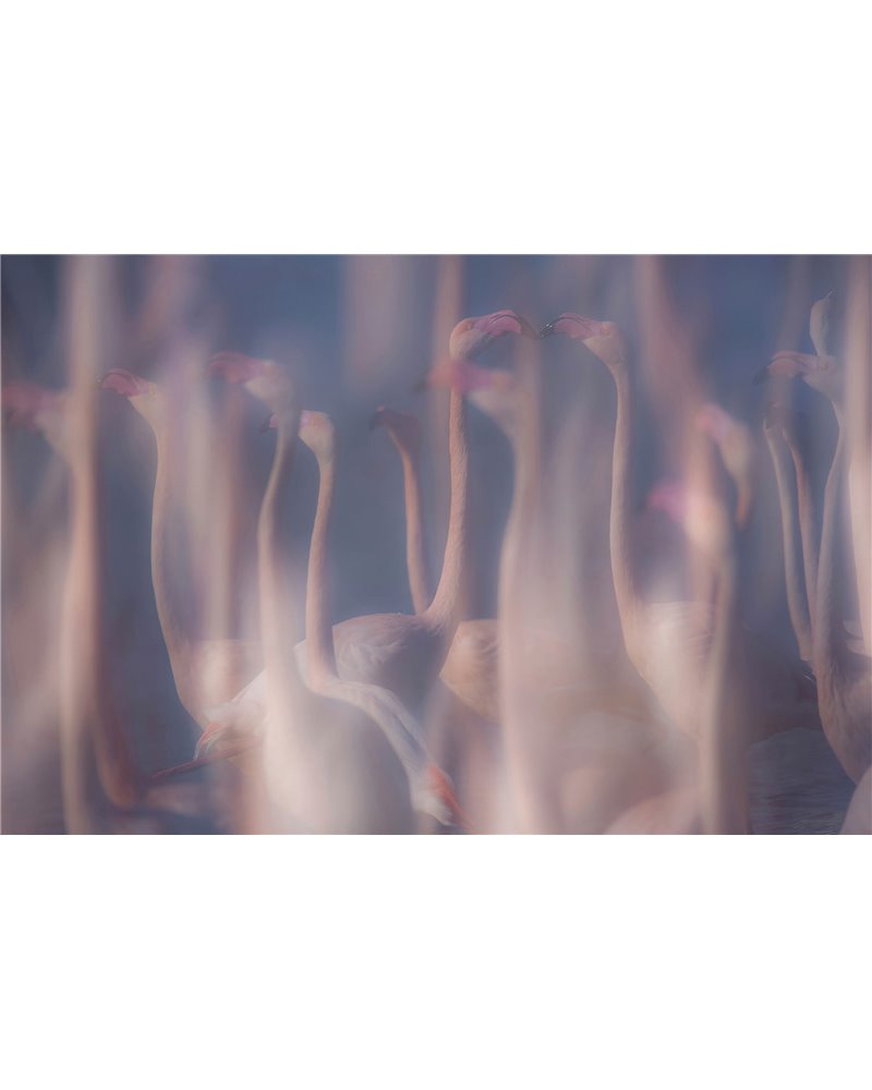 EVANESCENZE IN ROSA SE33650