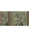 CACTUS RAPSODY SE34434-C1